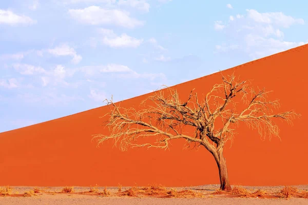 Árbol Muerto Solitario Desierto Namib — Foto de Stock