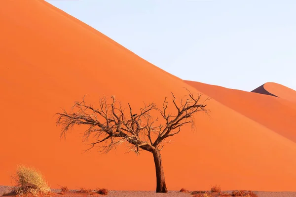 Eenzame Dode Boom Namibische Woestijn — Stockfoto