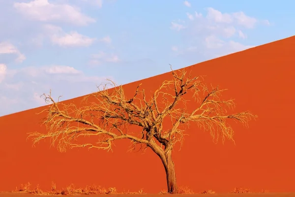 Árbol Muerto Solitario Desierto Namib — Foto de Stock