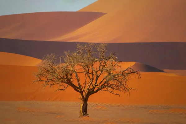 Μοναχικό Νεκρό Δέντρο Στην Έρημο Ναμίμπ — Φωτογραφία Αρχείου