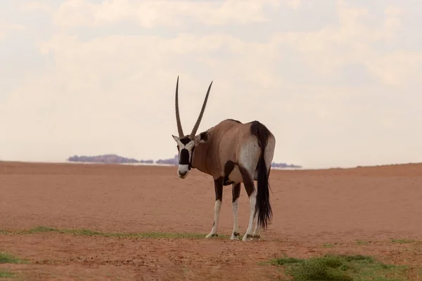 Dzikie Afrykańskie Zwierzę Samotny Oryx Przemierza Pustynię Namib — Zdjęcie stockowe