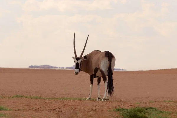 Animal Salvaje Africano Oryx Solitario Camina Por Desierto Namib — Foto de Stock