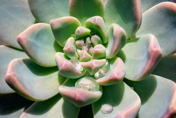 Imagem Colorida Brilhante Natureza Close Flor Echeveria Com Belas Gotas — Fotografia de Stock