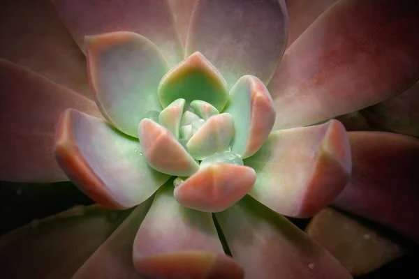 Jasny Kolorowy Obraz Natury Zbliżenie Kwiat Echeveria Pięknymi Dużymi Kroplami — Zdjęcie stockowe