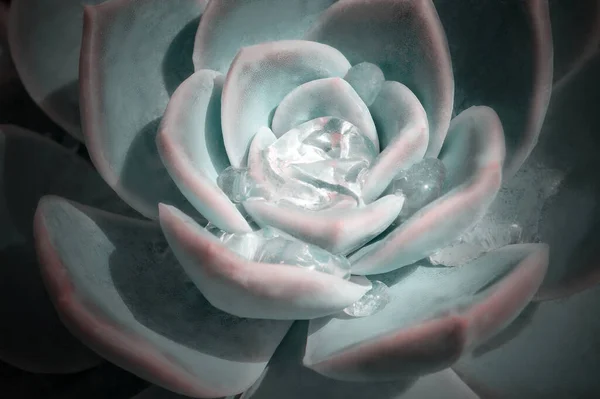 Яскравий Барвистий Образ Природи Крупним Планом Квітка Echeveria Красивими Краплями — стокове фото