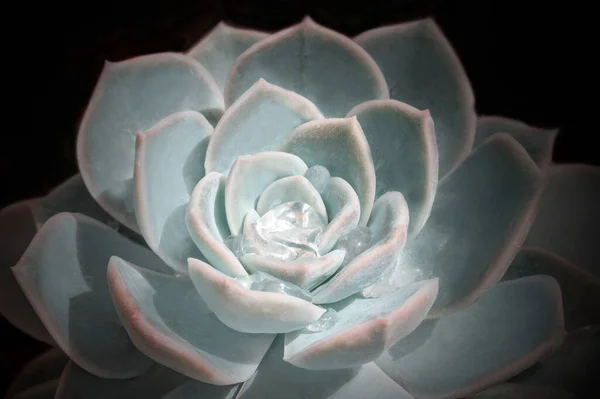 Imagem Colorida Brilhante Natureza Close Flor Echeveria Com Belas Gotas — Fotografia de Stock