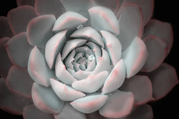 Fényes Színes Kép Természetről Közelkép Echeveria Virág Gyönyörű Vízcseppek — Stock Fotó