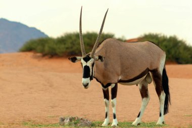 Vahşi Afrika hayvanı. Yalnız Afrika antilobu Namib çölünde yürüyor.