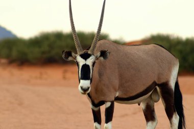 Vahşi Afrika hayvanı. Yalnız Afrika antilobu Namib çölünde yürüyor.