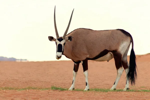 Animal Africano Selvagem Solitário Oryx Caminha Pelo Deserto Namib — Fotografia de Stock