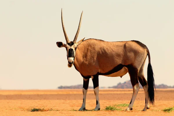 Animal Africano Selvagem Solitário Oryx Caminha Pelo Deserto Namib — Fotografia de Stock