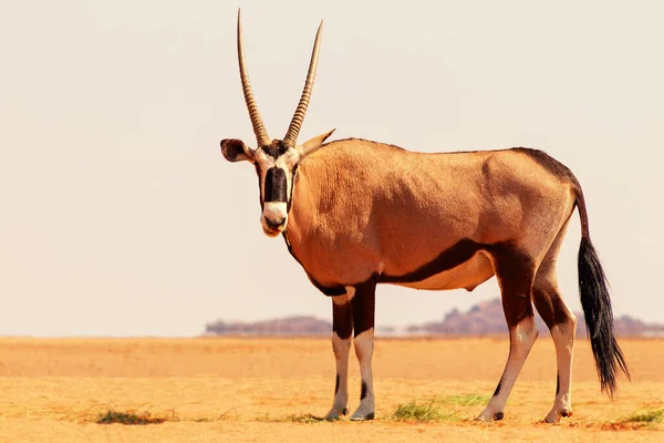 Animal Africano Selvagem Solitário Oryx Caminha Pelo Deserto Namib — Fotografia de Stock