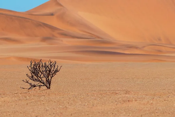 Arbusto Solitario Seco Sobre Fondo Arenas Doradas Desierto Namib — Foto de Stock