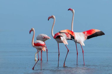 Vahşi Afrika kuşları. Pembe afrikalı flamingo kuşları güneşli bir günde mavi gölde dolaşıyorlar.