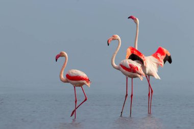 Vahşi Afrika kuşları. Pembe afrikalı flamingo kuşları güneşli bir günde mavi gölde dolaşıyorlar.