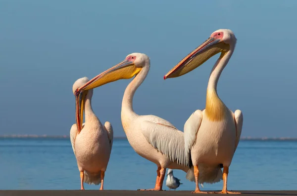 Wilde Afrikanische Vögel Eine Gruppe Von Mehreren Großen Rosa Pelikanen — Stockfoto