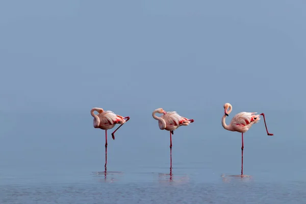 Wilde Afrikanische Vögel Eine Gruppe Rosafarbener Flamingos Spaziert Einem Sonnigen — Stockfoto