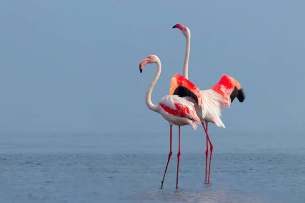 Wild African Birds Two Birds Pink African Flamingos Walking Blue — Stock Photo, Image