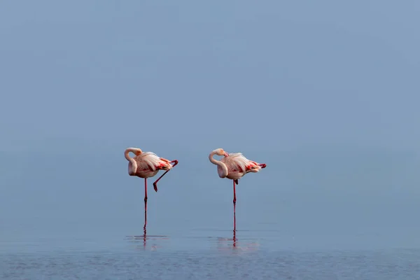 Wild african birds. Two birds of pink african flamingos  walking around the blue lagoon on a sunny day