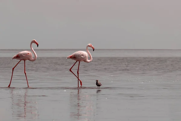 野生非洲鸟 在阳光明媚的日子里 两只粉红的非洲火烈鸟在蓝色的湖面上漫步 — 图库照片