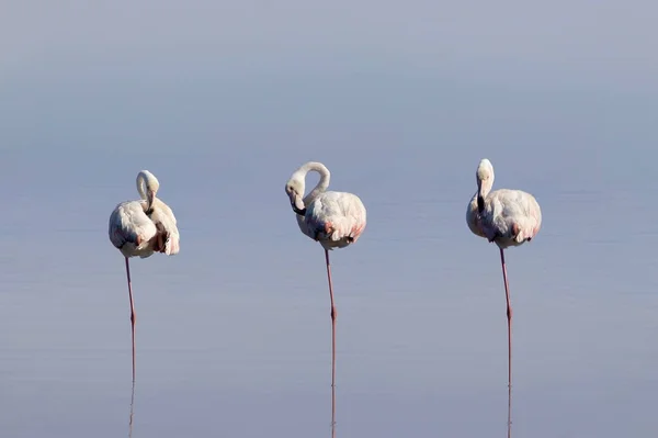 Wilde Afrikanische Vögel Eine Gruppe Rosafarbener Flamingos Spaziert Einem Sonnigen — Stockfoto