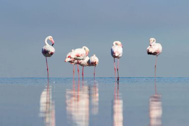 Vahşi Afrika kuşları. Pembe afrikalı flamingo kuşları güneşli bir günde mavi gölde dolaşıyorlar.