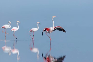Vahşi Afrika kuşları. Pembe afrikalı flamingo kuşları güneşli bir günde mavi gölde dolaşıyorlar.
