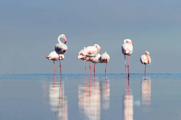 Aves Africanas Selvagens Aves Grupo Flamingos Africanos Cor Rosa Caminhando — Fotografia de Stock