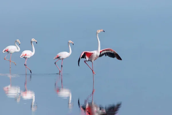 Wild african birds. Group birds of pink african flamingos  walking around the blue lagoon on a sunny day