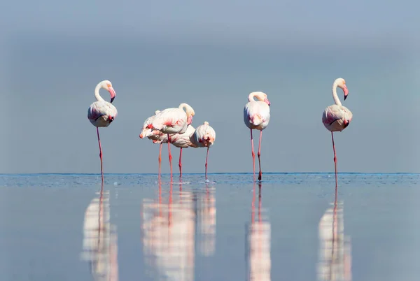 Dzikie Afrykańskie Ptaki Grupowe Ptaki Różowych Afrykańskich Flamingów Spacerujące Niebieskiej — Zdjęcie stockowe