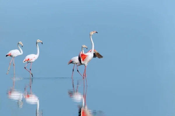 Wild african birds. Group birds of pink african flamingos  walking around the blue lagoon on a sunny day