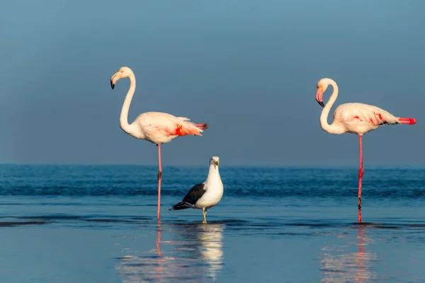 Wilde Afrikanische Vögel Zwei Große Flamingos Und Eine Möwe Spazieren — Stockfoto