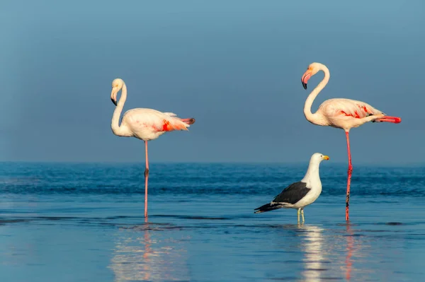 Wilde Afrikanische Vögel Zwei Große Flamingos Und Eine Möwe Spazieren — Stockfoto