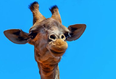 Vahşi Afrikalı hayatı. Yazın mavi gökyüzünde yaygın bir Güney Afrika zürafası. Namibya, Afrika