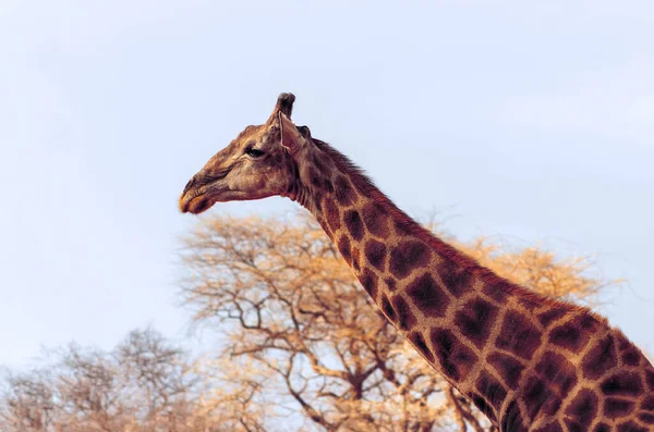 Vita Selvaggia Africana Una Grande Giraffa Sudafricana Comune Sul Cielo — Foto Stock