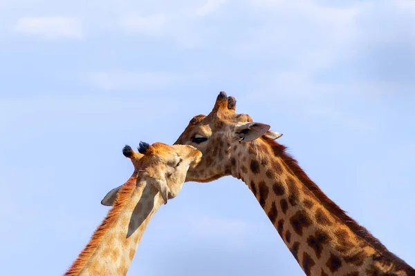 Дике Життя Африканців Два Великих Південноафриканських Жирафи Літньому Синьому Небі — стокове фото