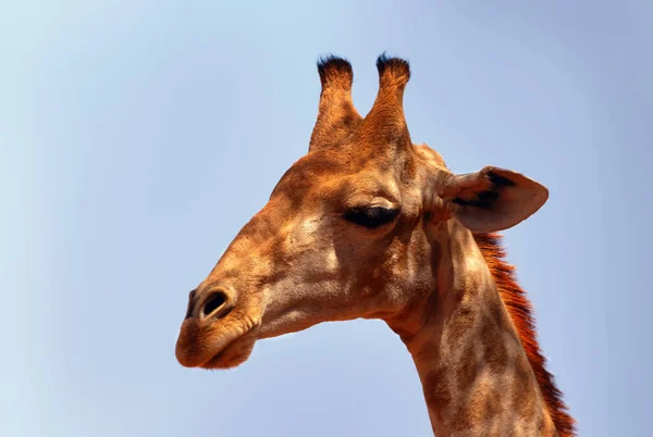 Vida Salvaje Africana Una Gran Jirafa Sudafricana Común Cielo Azul —  Fotos de Stock