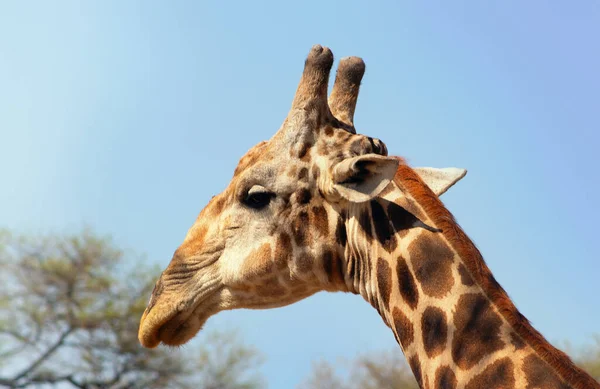 Vida Salvaje Africana Una Gran Jirafa Sudafricana Común Cielo Azul — Foto de Stock