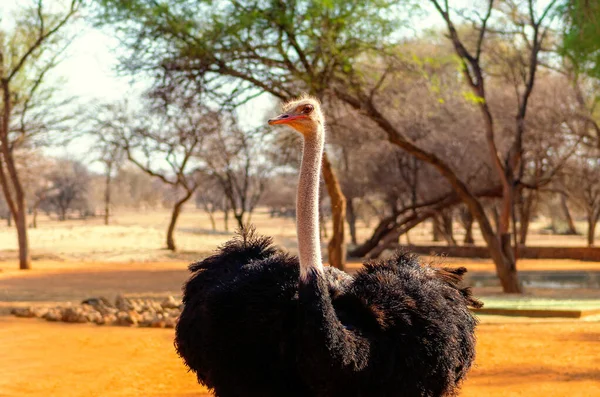 野生のアフリカ人の生活 夏の自然の庭でふわふわの黒い羽のボディを持つ大規模な一般的なダチョウ ナミビア アフリカ — ストック写真