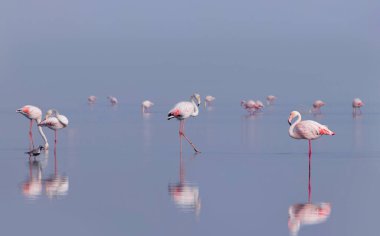 Vahşi Afrika kuşları. Pembe afrikalı flamingo kuşları güneşli bir günde mavi gölde dolaşıyorlar.
