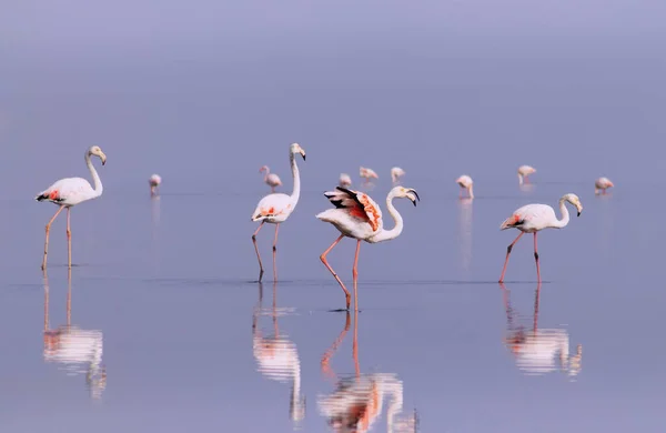 Wild african birds. Group birds of pink african flamingos  walking around the blue lagoon on a sunny day