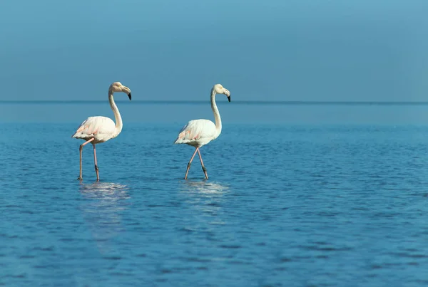 Дикие Африканские Птицы Два Больших Фламинго Гуляют Голубой Лагуне Солнечным — стоковое фото