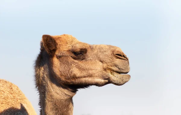 Camel Africano Deserto Namíbia Engraçado Namíbia África — Fotografia de Stock