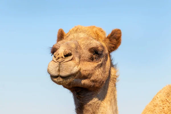 Αφρικανική Καμήλα Στην Έρημο Ναμίμπ Αστείο Κοντινό Ναμίμπια Αφρική — Φωτογραφία Αρχείου