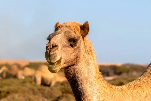 Afrykański Wielbłąd Pustyni Namib Śmieszne Zbliżenie Namibia Afryka — Zdjęcie stockowe