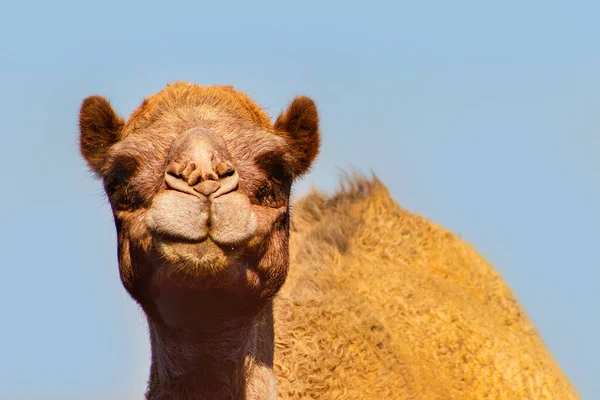 Camel Africain Dans Désert Namibien Drôle Gros Plan Namibie Afrique — Photo