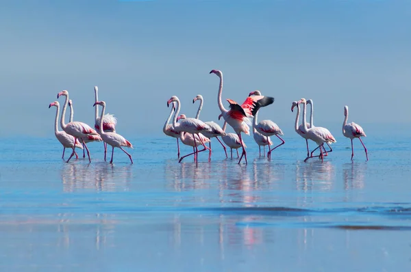 Wild african birds. Group birds of pink african flamingos  walking around the blue lagoon on a sunny day