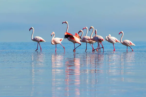 Wilde Afrikanische Vögel Eine Gruppe Rosafarbener Flamingos Spaziert Einem Sonnigen — Stockfoto