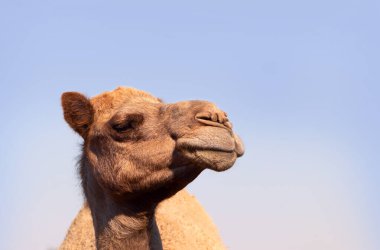 Namib çölünde Afrika devesi. Yakından komik görünüyor. Namibya, Afrika