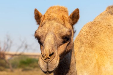 Namib çölünde Afrika devesi. Yakından komik görünüyor. Namibya, Afrika